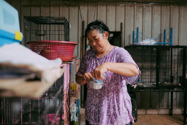 ¿Cuáles son las características que debo buscar en un cuidador de perros?