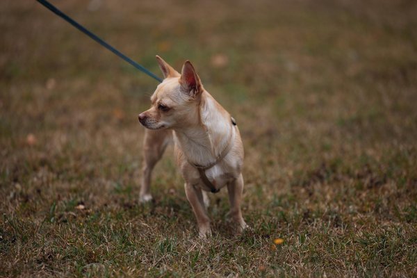 ¿Cómo preparar a tu gato para una visita al veterinario sin estrés?