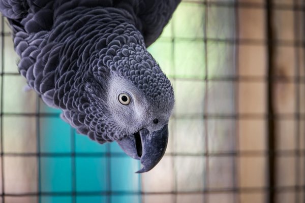 ¿Cómo enseñar a tu gato a usar un inodoro en lugar de una caja de arena?